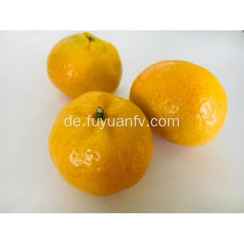 Großhandelspreis frische Mandarine mit guter Qualität